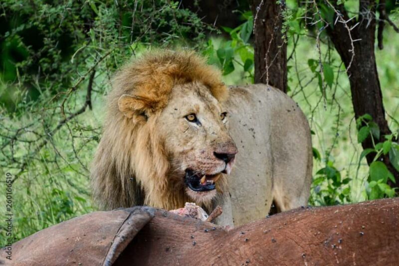 Dar es Salaam: Mikumi National Park 3-Day Safari by Train - Final Thoughts