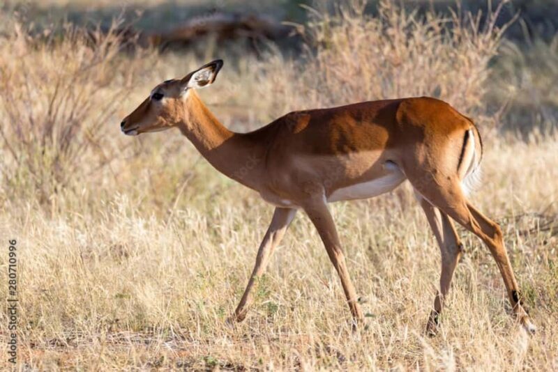 Dar es Salaam: Mikumi National Park 3-Day Safari by Train - Final Words