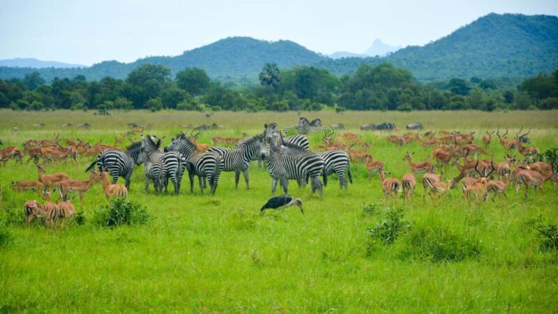 Dar es Salaam: Mikumi National Park 3-Day Safari Tour - An In-Depth Look at the 3-Day Mikumi Safari