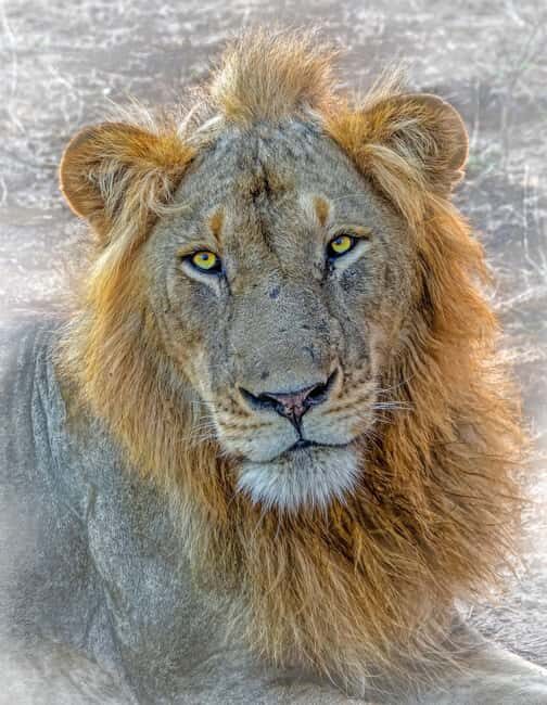 Dar es Salaam: Nyerere National Park 2-Day Camping Safari - A Closer Look at the Itinerary and Experience