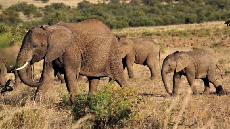 Dar es Salaam: Selous Game Reserve 3-Day Safari & Boat Tour - The Itinerary Breakdown