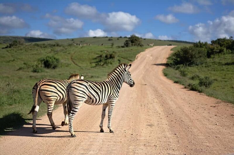 Dar es Salaam: Selous Game Reserve 3-Day Safari & Boat Tour - Why You Should Consider This Tour