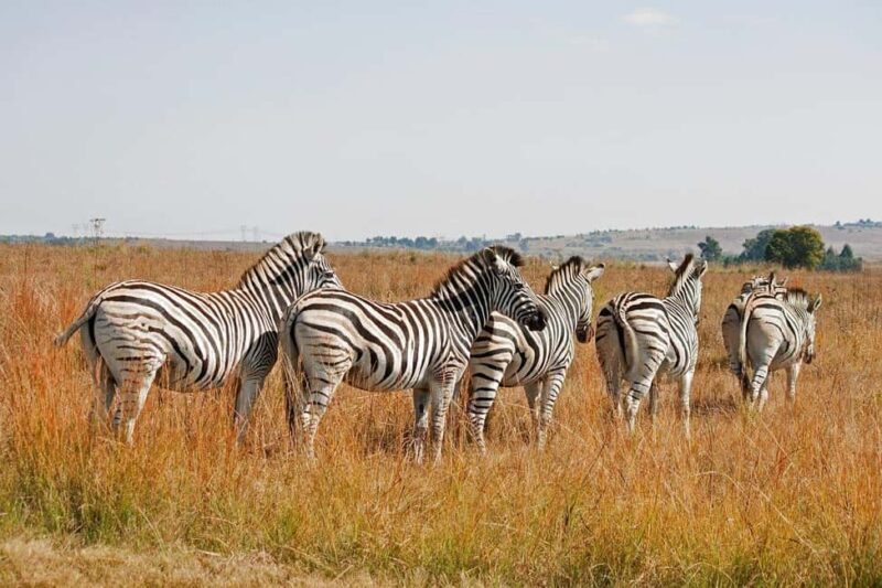 Dar es Salaam: Selous Game Reserve 3-Day Safari & Boat Tour - Final Thoughts on the Experience