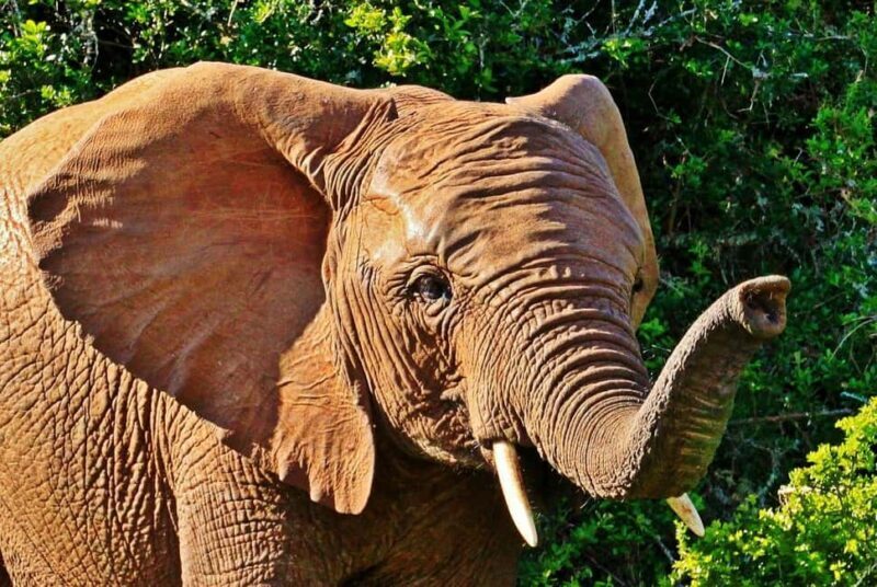 Dar es Salaam:3Day Mikumi Safari & Waterfall &Open roof Jeep - An In-Depth Look at the Itinerary and Experience