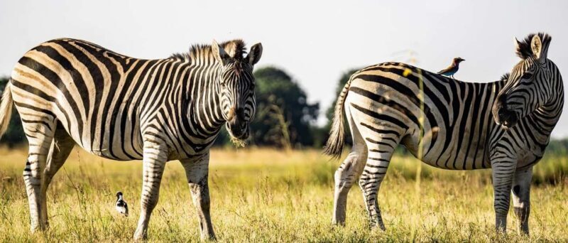 Dar es Salaam:3Day Mikumi Safari & Waterfall &Open roof Jeep - Practical Tips and Considerations