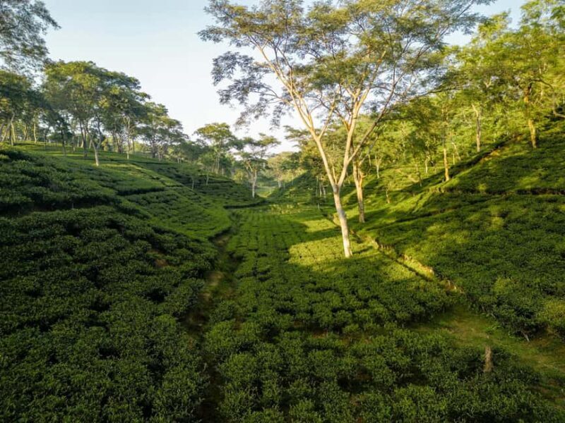 Darjeeling: 4 Day Tour w Tea Garden Visit, transfers & stay - Key Points