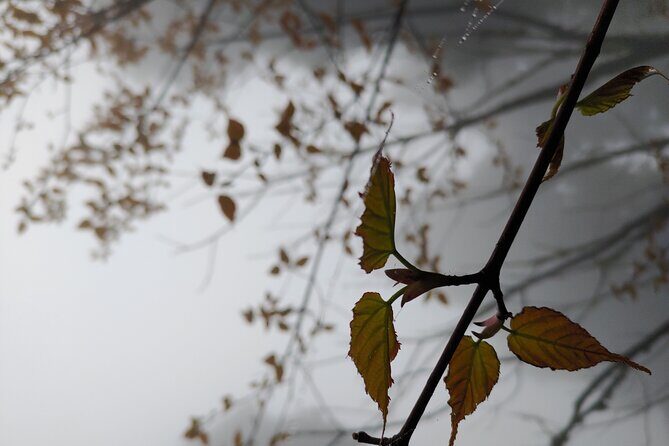 Darjeeling Forests on Foot - Authenticity and Reviews