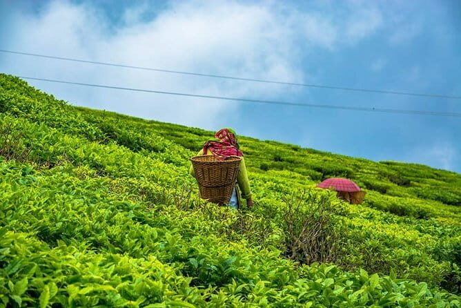 Darjeeling Full-Day Sightseeing Tour with Guide & Transports - What About Cost and Value?