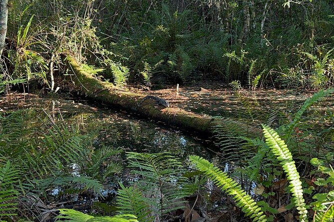 dark-skys-in-the-florida-everglades