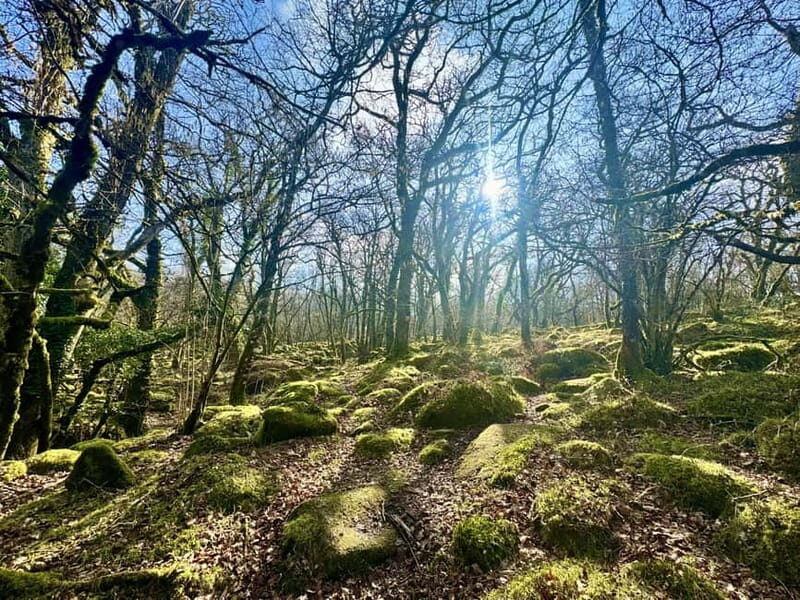 Dartmoor: Guided Hiking Tours FULL Day - The Real Value of This Tour