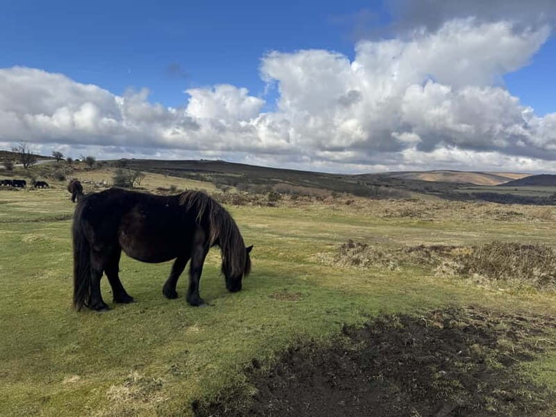 Dartmoor: Guided Hiking Tours FULL Day - Who Should Consider This Tour?