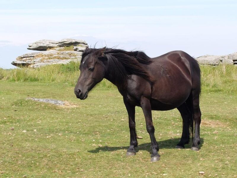 dartmoor-hound-of-the-baskervilles-experience