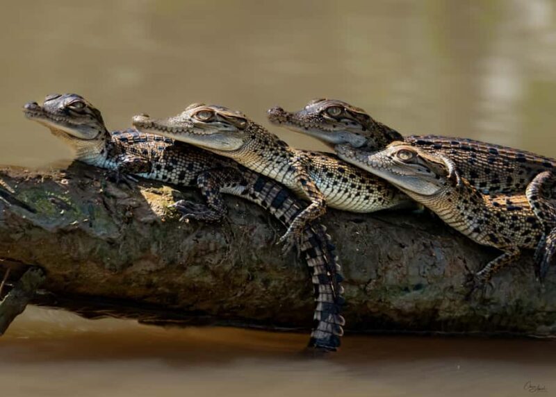 Darwin: Adelaide River Cruises, Jumping Crocodile Experience - Key Points
