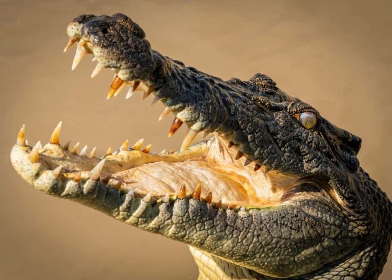 Darwin: Adelaide River Cruises, Jumping Crocodile Experience - An Honest Look at the Crocodile Cruise Experience