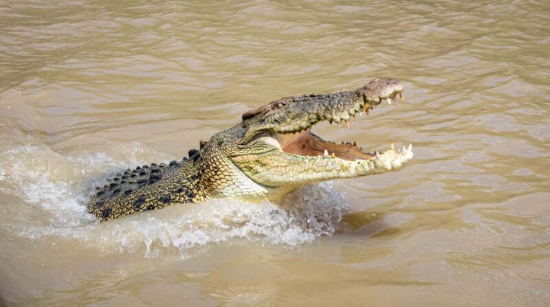 Darwin: Adelaide River Cruises, Jumping Crocodile Experience - The Perfect Audience for This Experience