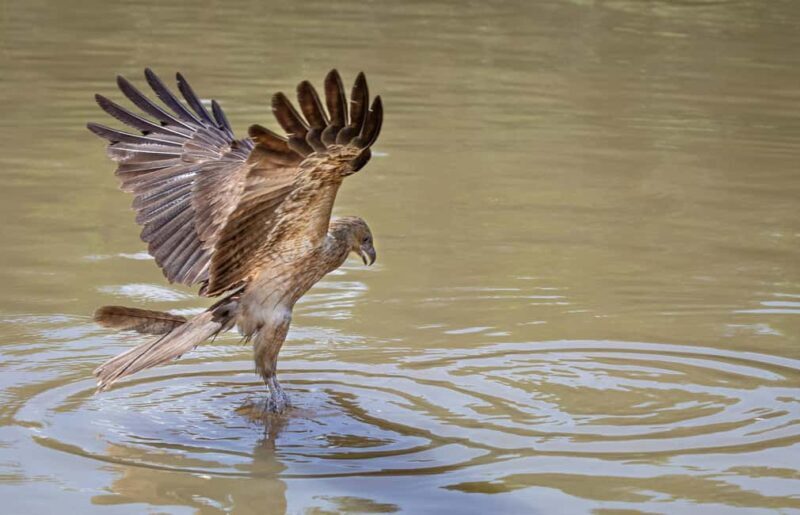 Darwin: Adelaide River Cruises, Jumping Crocodile Experience - FAQs