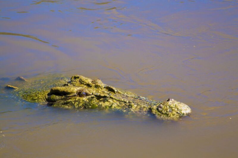 Darwin: Adelaide River Half-Day Jumping Crocs Cruise - Final Summary