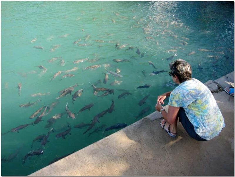Darwin: Aquascene Fish Feeding Experience - An In-Depth Look at the Darwin Aquascene Fish Feeding Experience