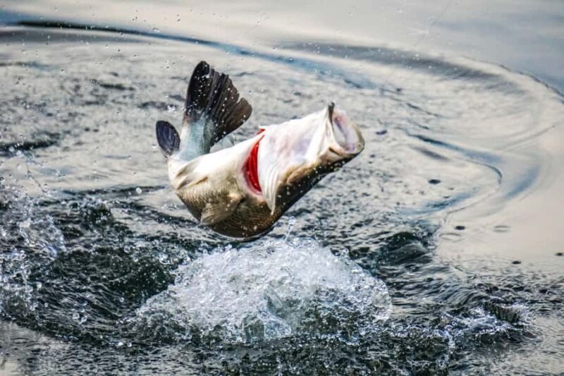 Darwin: Barramundi Fishing Experience - Practical Details and Tips for Your Tour