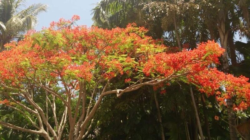 Darwin: City Explorer Bus Tour with Tour Tub - Frequently Asked Questions