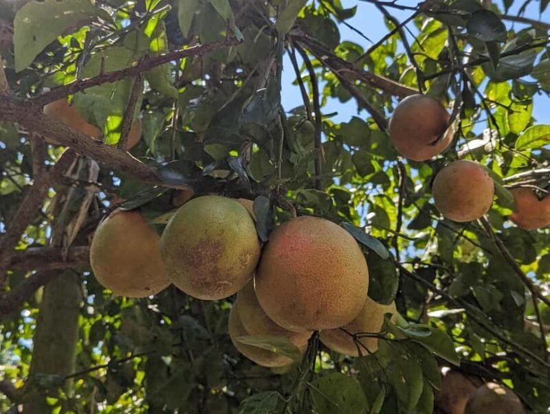 Darwin: Forage for an Outback Gourmet Feast & Sightseeing - Key Points