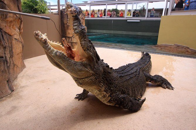 Darwin Hop-on Hop-off Bus Tour - Key Points
