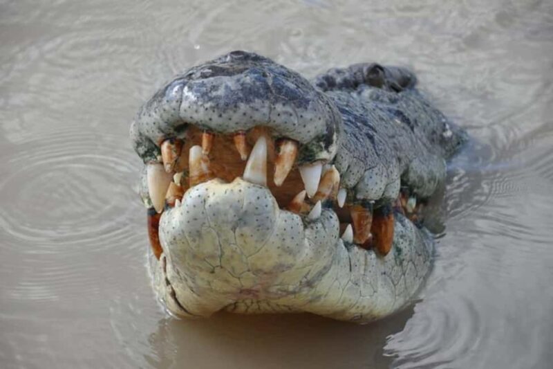 Darwin: Jumping Crocodile Adventure Cruise with Lunch - An Overview of the Tour Experience