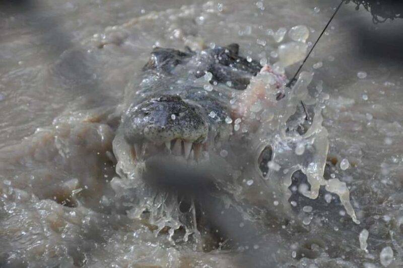 Darwin: Jumping Crocodile Adventure Cruise with Lunch - Practical Details and What You Need to Know
