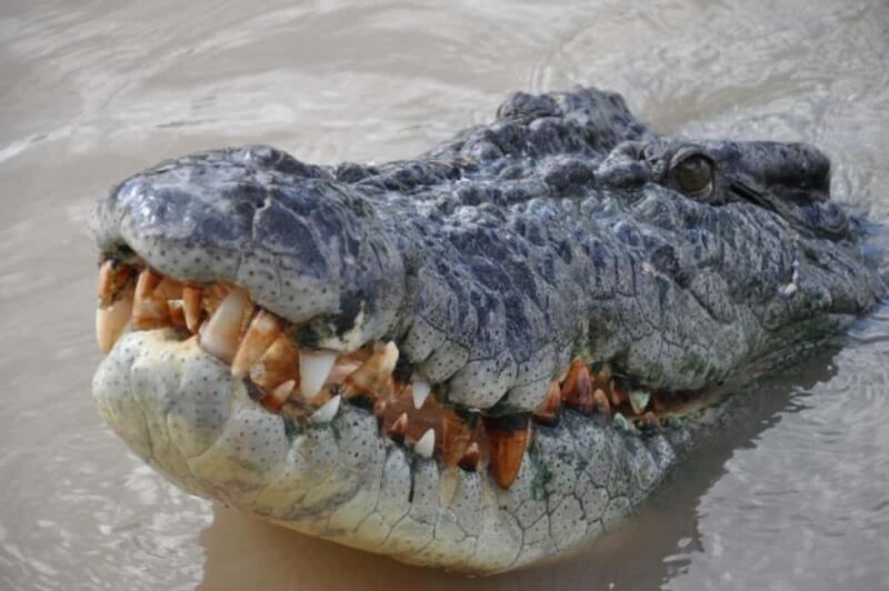 Darwin: Jumping Crocodile Adventure Cruise with Lunch - The Sum Up: Who Should Consider This Tour?
