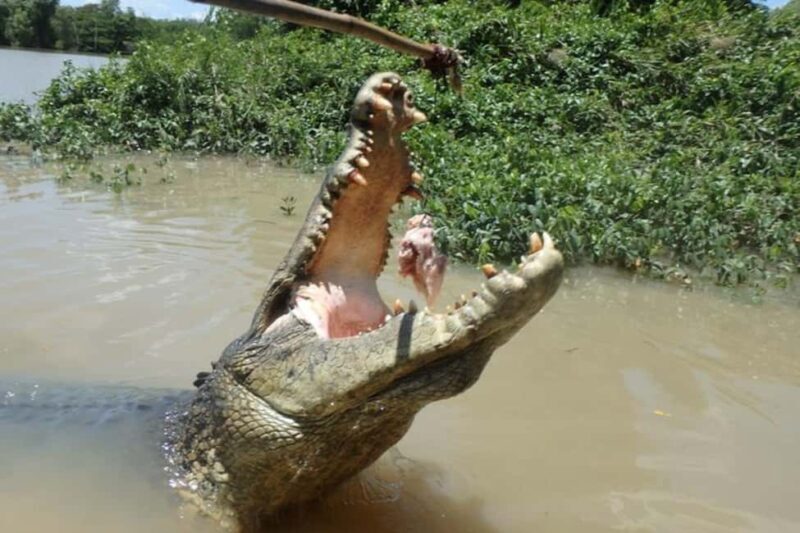 Darwin: Jumping Crocodile Adventure Cruise with Lunch - Frequently Asked Questions
