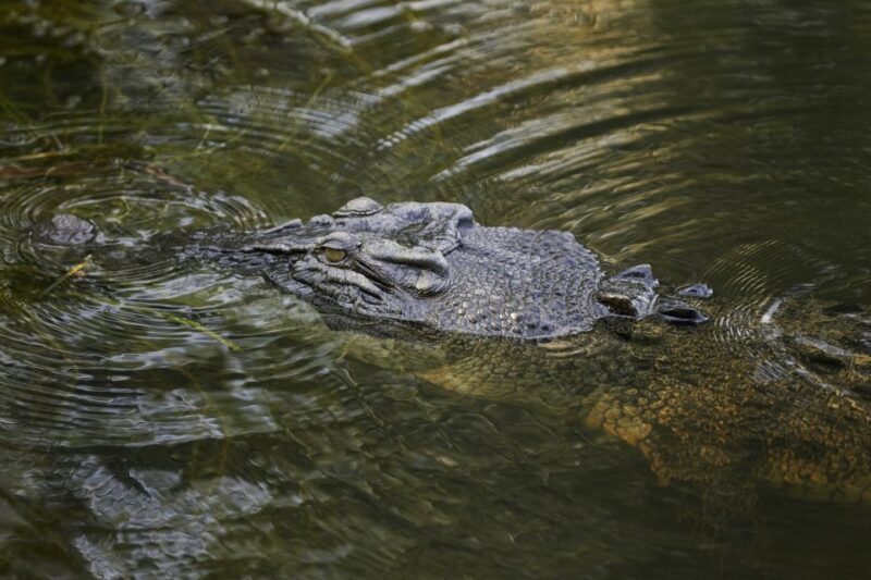 Darwin: Jumping Crocodile Cruise - An Authentic Crocodile Adventure in Darwin
