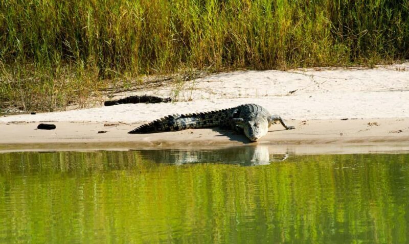 Darwin: Jumping Crocodile Cruise - Who Will Love This Tour?