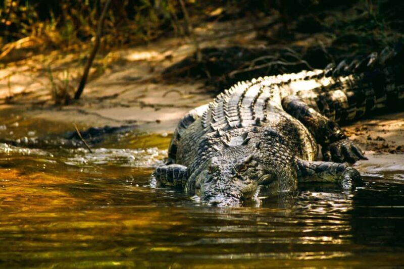 Darwin: Jumping Crocodile River Cruise with Shuttle Bus - Key Points
