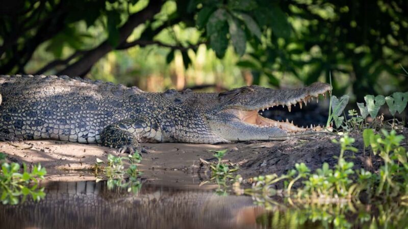 Darwin: Kakadu National Park, Yellow Water River Cruise - Key Points