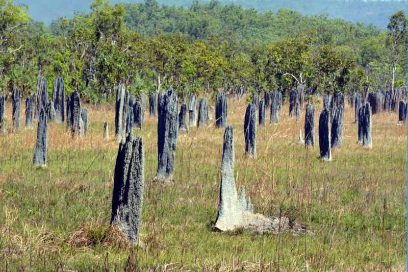 Darwin: Litchfield Park Sub-Tropical Escape - A Private tour - The Real Deal According to Past Guests
