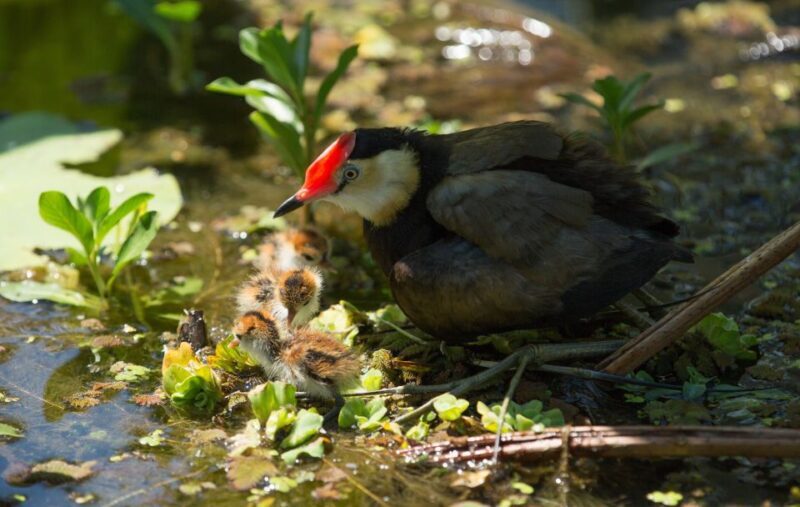 Darwin: Mary River Wetlands Wildlife Cruise with Lunch - Key Points
