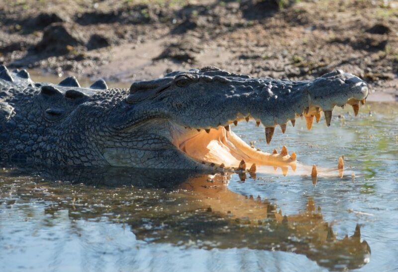 Darwin: Mary River Wetlands Wildlife Cruise with Lunch - Exploring the Itinerary in Detail