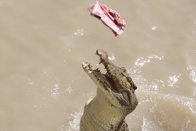 Darwin: Pathfinder Original Jumping Crocodile Cruise - Final Thoughts: Is This Tour Worth It?