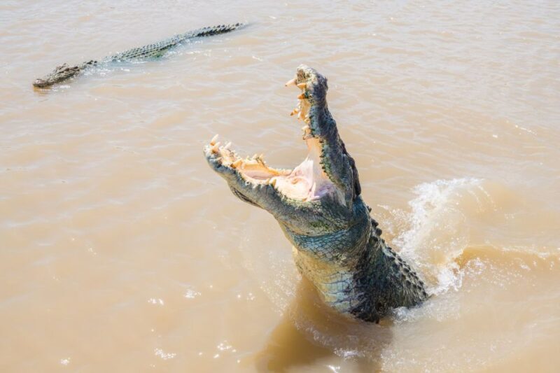 Darwin: Spectacular Jumping Crocodile Adelaide River Cruise - Things to Consider Before Booking