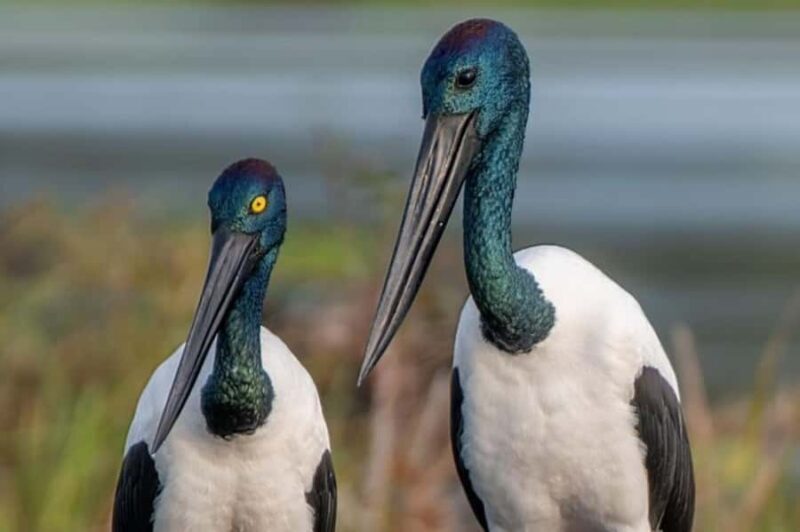 Darwin: Sunset Kakadu National Park with Yellow Water Cruise - FAQ