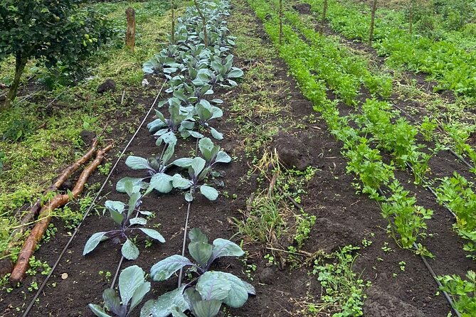 darwins-coffee-quest-experience