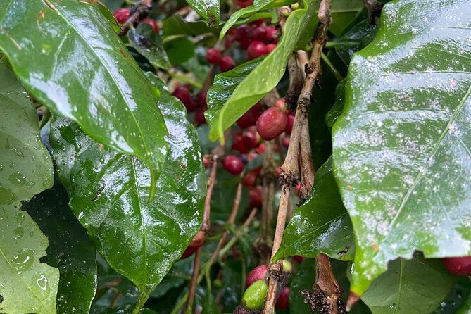 darwins-coffee-quest-experience