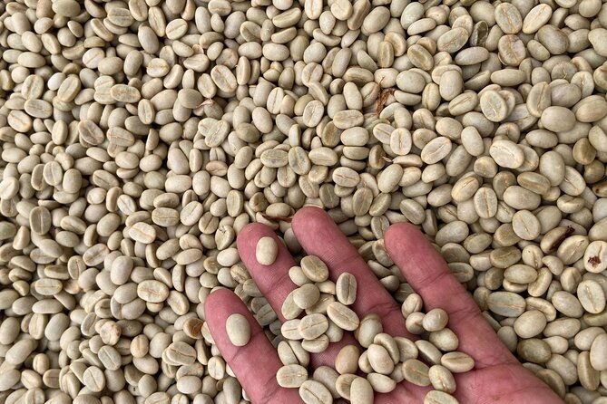 darwins-coffee-quest-experience