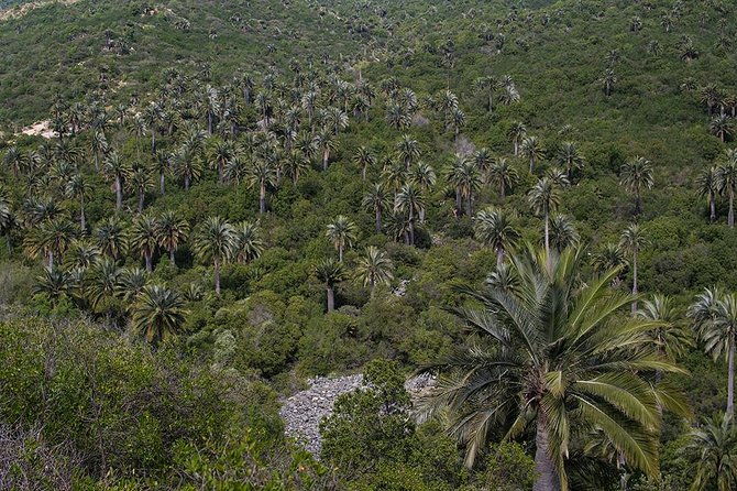 darwins-route-traversing-the-chilean-palm-forest