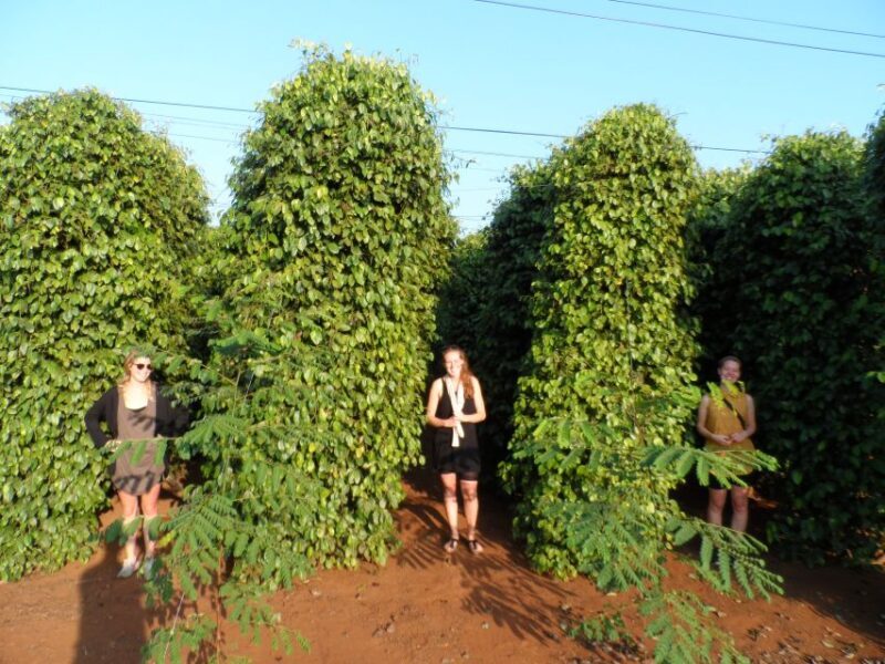 Datanla, Pongour, Elephant: 3 stunning and majestic falls - An In-Depth Look at the Tour Itinerary