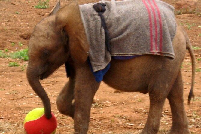 David Sheldrick Elephant Orphanage Half-Day Tour in Nairobi - Detailed Review of the Tour Experience