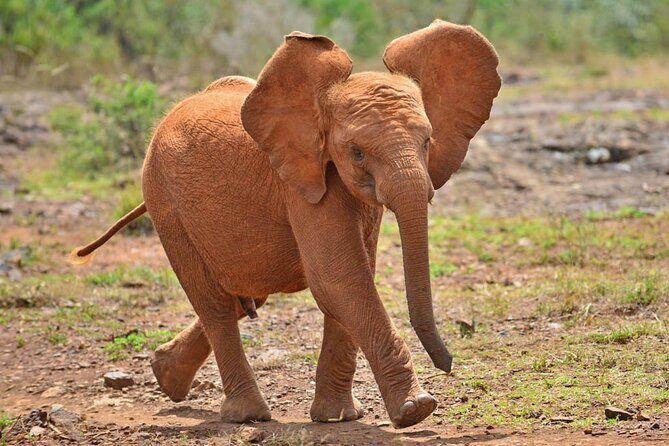 David Sheldrick Elephant Orphanage Half-Day Tour in Nairobi - Who Should Do This Tour?
