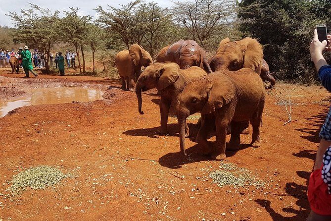 David Sheldrick Elephant Orphanage Half-Day Tour in Nairobi - Final Thoughts
