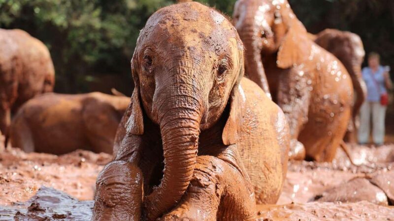 David Sheldrick wildlife Trust and Giraffe Center - Key Points
