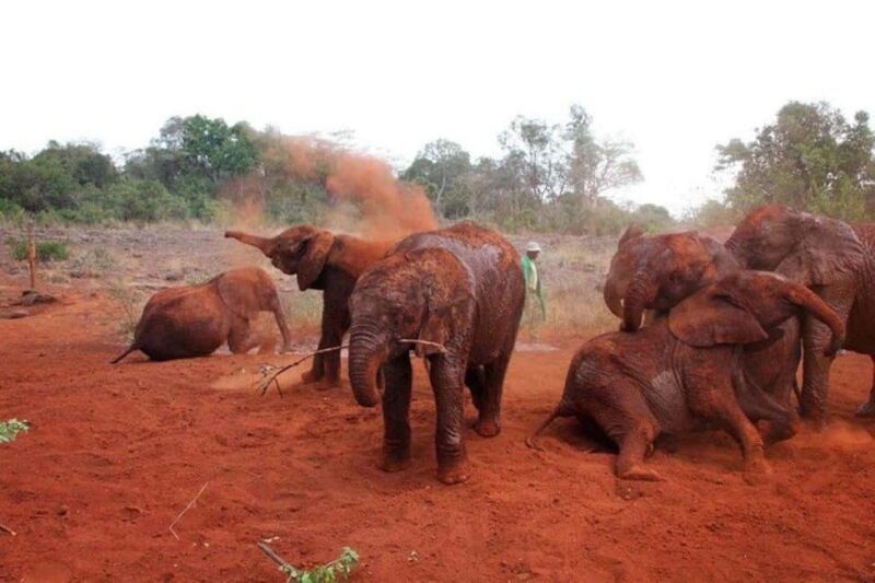 David Sheldrick Wildlife Trust & Giraffe Center - An In-Depth Look at the Tour Experience